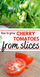 How To Grow Cherry Tomatoes From Slices Grow Cherry Tomatoes How To Grow Cherries Growing Cherry Tomatoes Cherry Tomato Plant