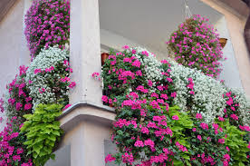 Check spelling or type a new query. Sichtschutz Aus Pflanzen Fur Den Balkon Wissenswertes