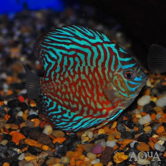 Tiger Turquoise Discus (Symphysodon discus) - Aqua Imports