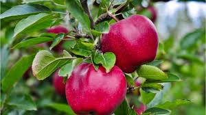 michigan apples when you can buy cortland mcintosh