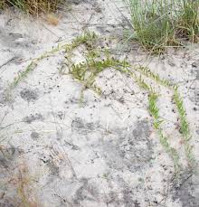 Image result for Hermannia seineri