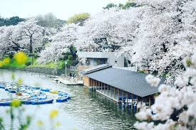 Tải miễn phí hình ảnh vè chủ đề hoa anh đào nhật bản osaka mùa từ thư viện hình ảnh và video miễn phí pixabay. Nhá»¯ng Ä'á»‹a Ä'iá»ƒm Ngáº¯m Hoa Anh Ä'ao Ä'áº¹p Nháº¥t Nháº­t Báº£n