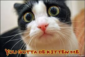 The List Of 30 Corny Silly One Liner Cat Jokes Need A Giggle Here Is A Silly Collection Of Some Of The Cat Cat Problems Funny Cat Compilation Funny Cat Fails