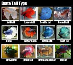 Betta Tail Types In My Opinion They Should Be Kept In