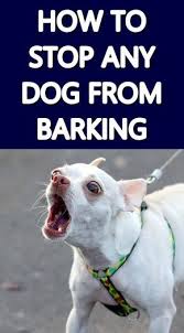 Maybe you would like to learn more about one of these? Does Your Dog Bark Excessively You Can Train Your Dog To Be Quiet And To Stop Barking On Command By Following This Easy 3 S Stop Dog Barking Dog Training Dogs