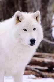Polar Wolf By Gary Slawsky Polar Wolf Cute Dogs Breeds Cute Dogs
