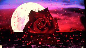 Wallpapers hearts cute love wallpapers love backgrounds love images images gif love pictures heart images images photos romantic images. Love Rose 1280x720 Wallpaper Teahub Io