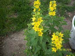 The species is native to ireland in britain, where. Weed Or Flower Sometimes It S In The Eye Of The Beholder Indiana Yard And Garden Purdue Consumer Horticulturepurdue University Indiana Yard And Garden Purdue Consumer Horticulture