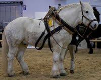 Le cheval est non seulement le meilleur ami de tu vas pouvoir passer de longues heures avec ton animal préféré Cheval Vikidia L Encyclopedie Des 8 13 Ans
