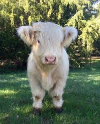 Hier Is Je Wekelijkse Dosis Schattig 10 Cute Dosis Heres Weekly Cutie Dieren Animals Tier 2020 Bebek Inek Hayvan Bebekler Sevimli Hayvan Yavrulari
