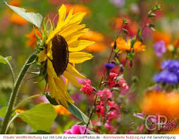 CoolPhotos.de - Fotos - Sommer - Sonnenblumen