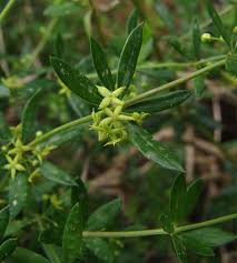 Image result for Triainolepis sancta