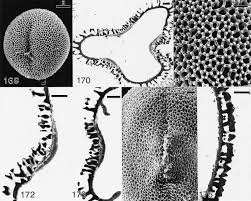 Image result for Cephalocroton mollis