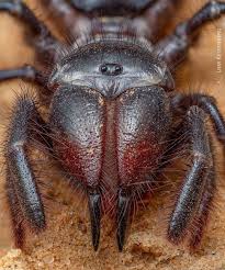 It's a solifuge and not an actual spider. 55 Amazing Arachnids Ideas Arachnids Bugs And Insects Insects