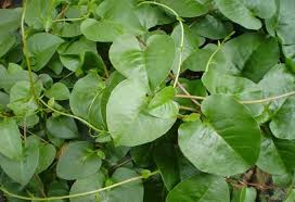 Di dalam artikel ini hanya akan kami bahas dua bagian dari sebuah tanaman. Ragam Khasiat Tanaman Binahong Menurut Guru Besar Farmasi Itb Institut Teknologi Bandung