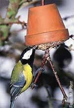 das richtige futter fur die verschiedenen geschmacker sozial club vogel im garten vogelfutter futter