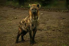 صور لـ آسيا أفريقيا الحيوانات آكلة اللحوم المفترس حيوان ضبع hyena animals brown bear
