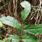 Image result for Gnetum africanum