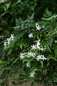 Dabei schneiden sie alle abgeblühten triebe um ein drittel auf eine passende verzweigung zurück. Den Echten Jasmin Fur Die Lieblingssaison In Schuss Bringen Pflanzen Tipps Tricks 99roots Com