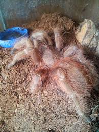 Nhandu tripepii to sporych rozmiarów, bardzo ładnie ubarwiony ptasznik. Woodstock Nhandu Tripepii Tarantula Forum