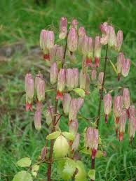 Kalanchoe Pinnata Cathedral Bells World Of Succulents Succulents Medicinal Plants Cacti And Succulents