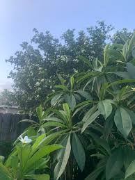 Image result for Rothmannia fischeri