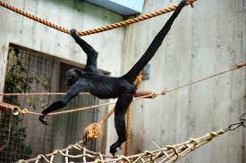 Image result for spider monkey