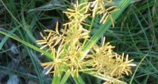Image result for Cyperus nduru