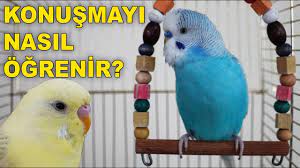 muhabbet kusu nasil konusturulur egitim youtube