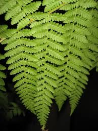 Image result for Hypolepis