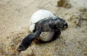 Thanks To Climate Change These Marine Species Are At Risk Of Extinction Here S How We Can Help In 2020 Turtle Turtle Day Baby Sea Turtles