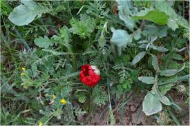 The osu caste system and the indigenous religious practices of the igbo nation. Plants And Foods As Identity Markers An Ethnographic Analysis On The Case Of The Y Ezidis From Batman Turkey Journal Of Ethnic Foods Full Text