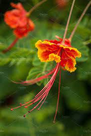 Orange Chinese Hibiscus Flower Hibiscus Flowers Flowers Hibiscus