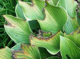Nov 17, 2020 · hostas are true shade garden plants that can survive in full shade. Recognizing And Treating Fungus Problems On Your Plants Johntheplantman Gardening