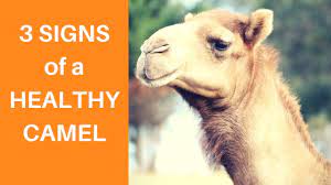 Camels can live in dry lands where there is little feed and water available. Caring For Camels 3 Health Signs To Look Out For Youtube