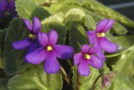 Image result for Saintpauliopsis