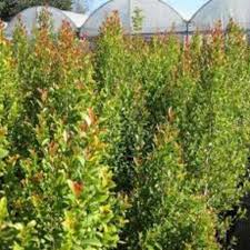 Image result for Eugenia