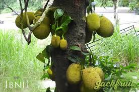 The Goodness Of Green At Theibnii Coorg Organic Bionatural Organicfruits Gardenofibnii Luxuryresort Ecoluxe Ecoh Luxury Resort Eco Hotel Wooden Cottage