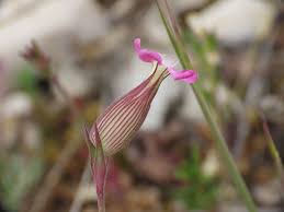 Image result for Silene