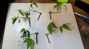Maybe you would like to learn more about one of these? Propagating Clematis By Softwood Cuttings The Propagator