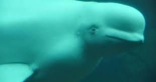 Maybe you would like to learn more about one of these? Vancouver Aquarium Beluga Whales Used In Cross Continent Breeding Georgia Straight Vancouver S News Entertainment Weekly
