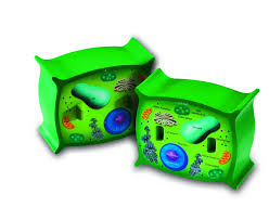 Drag the given words to the correct blanks to complete the labeling! Soft Foam Cross Section Models Plant Cell Learnlab