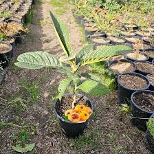 Image result for Eriobotrya