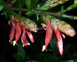 Image result for Anisotes pubinervius