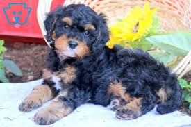 Welcome to cavapoos r us, where we specialize in gorgeous, champion bloodline cavapoo and cavapoochon puppies! Gus Cavapoo Puppy For Sale Keystone Puppies Cavapoo Puppies Cavapoo Puppies For Sale Puppies