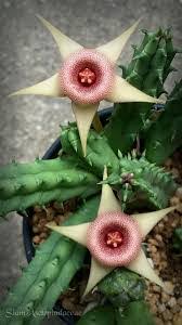Image result for Huernia procumbens