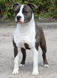 Daydreamers American Staffordshire Terrier Kennel Males Http Ilovedogs Win Dog Breeds Medium Staffordshire Terrier Bully Breeds Dogs