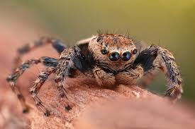 Water spider (argyroneta) females are known to build diving bell. What Do Spiders Eat You Just Can T Guess It Animal Sake