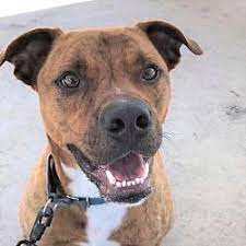 Available Pets At Humane Society Of Lake County In Umatilla Florida Humane Society No Kill Animal Shelter Pets