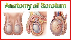Image result for Scrotum